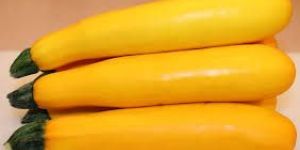 Fresh Yellow Zucchini