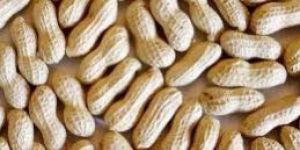Shelled Peanuts