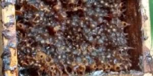 Stingless Bee Honey