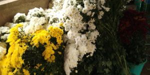 Fresh Chrysanthemum Flowers