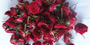 Fresh Red Rose Flowers