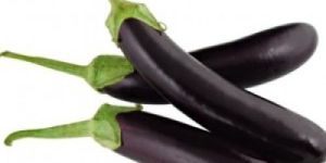 Fresh Brinjal
