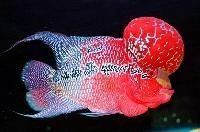 Flowerhorn Fish
