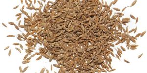 Cumin