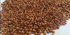 Sorghum