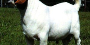 Battle Goat Breeding