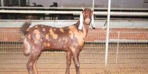 Sirohi Goat Breeding