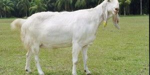 Totapari Goat Breeding