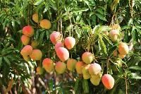 Mango Tree
