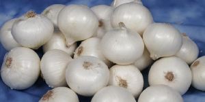 Fresh White Onion