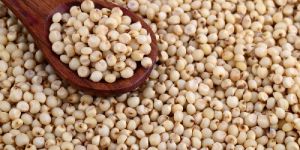 Sorghum Seeds