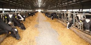 Dairy Cattle Feed