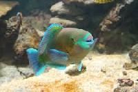 Parrot Fish