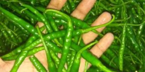 Green Chilli