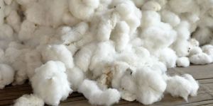 Raw Cotton