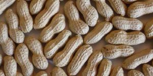 Shelled Peanuts