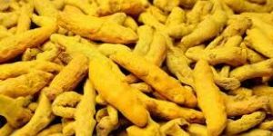 Rajapuri Turmeric