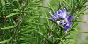 Rosemary Oil