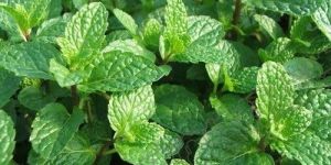 Spearmint Oil