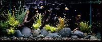 Freshwater Fish Aquarium