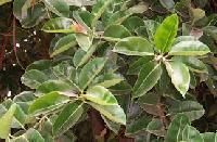 Filter Rubber Plants