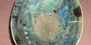 Mother of Pearl Sea Shells