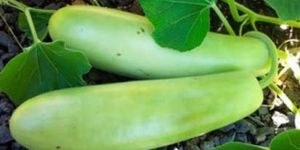 Bottle Gourd