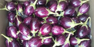 Brinjal