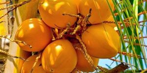 A Grade Solid Yellow Tender Coconut