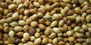 Coriander Seeds