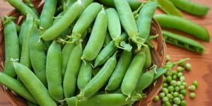 Fresh Green Peas