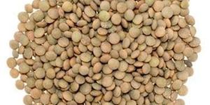 Lentils