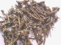 Anacyclus Pyrethrum Root Extract