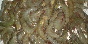 Vannamei Prawn