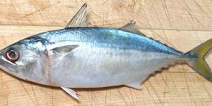 Indian Mackerel Fish