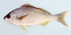 Koduva Fish
