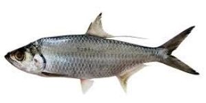 Megalops Cyprinoides