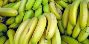Cavendish Banana