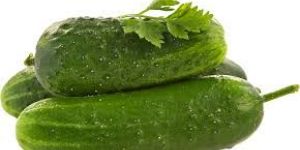 Fresh Cucumber