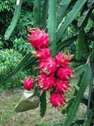 Dragon Fruit Plant