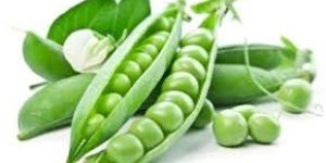 Fresh Green Peas
