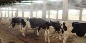 Dairy Fogging System  Installation