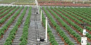 Drip Irrigation System Installation