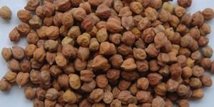 Black Chickpeas