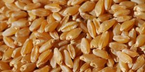 Wheat Seeds