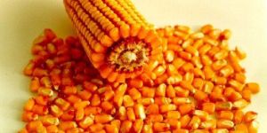 Yellow Corn