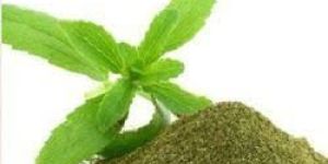 Dehydrated Mint Powder