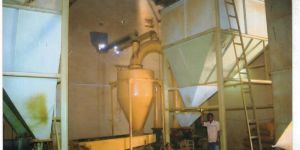 Turmeric Powder Plant