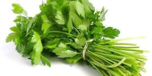 Fresh Coriander Leaves