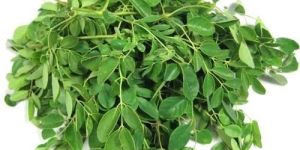 Fresh Moringa Leaves